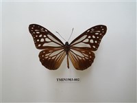 藏品(斯氏絹斑蝶)的圖片